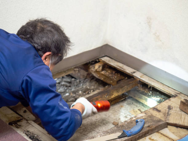  Union, NJ Mold Removal Pros