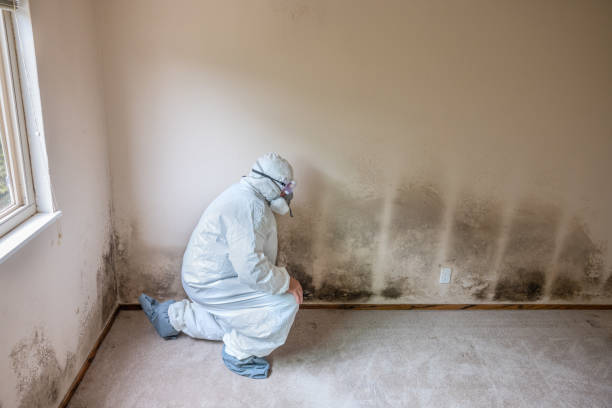 Best Affordable Mold Removal  in Union, NJ