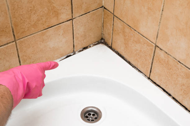 Best Black Mold Removal  in Union, NJ