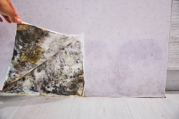Trusted Union, NJ Mold Removal Experts